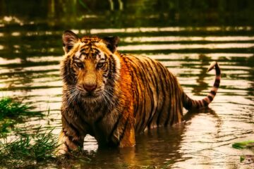 Das Wasser-Tiger-Yang Jahr 2022